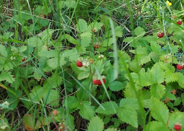 сиана בית הארחה