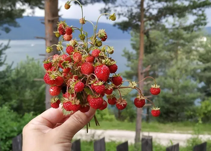 сиана דוספאט