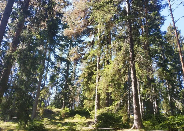 сиана * דוספאט